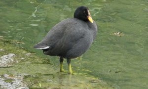 Red-fronted Coot