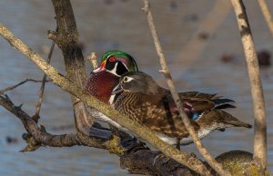 Woodies in a tree