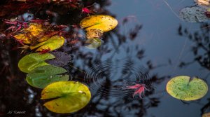 Pond in Autumn