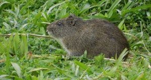 Pampas Cavy