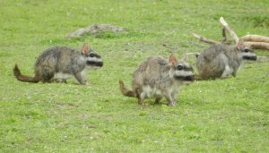 Plains Viscacha