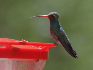 Broad-billed Hummingbird