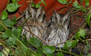 Tropical Screech Owl