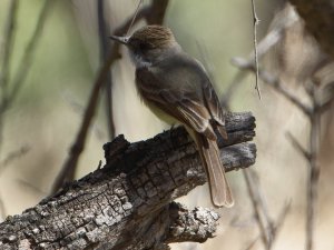 Dusky-capped Flycatcher, Western