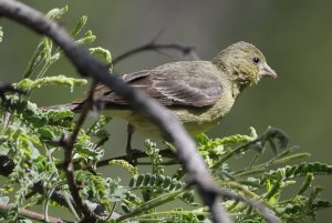 Summer Tanager, Western Female