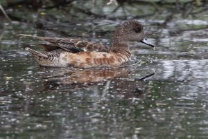 American Wigeon, Female