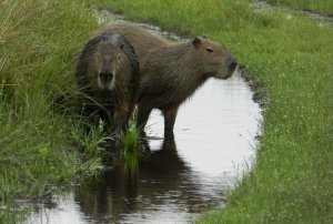 Capybaras