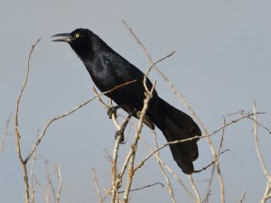 Great-tailed Grackle