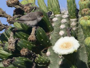 Gray Flycatcher