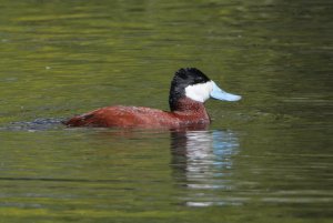 Ruddy Duck