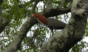 Rufescent Tiger Heron