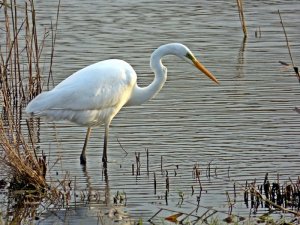 Great White Egret