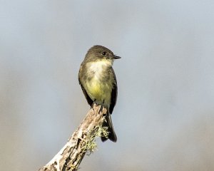 Eastern Phoebe