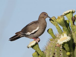 White-winged Dove