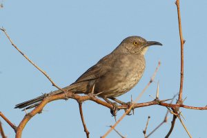 Curve-billed Thrasher, Sonoran