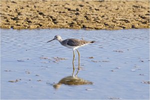 Greater Yellowlegs