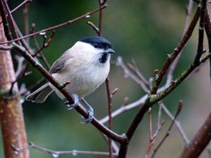 Marsh Tit