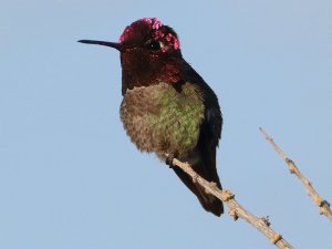 Anna's Hummingbird