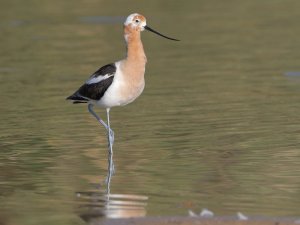 American Avocet, Transition