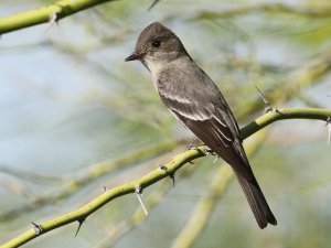 Western Wood-Pewee