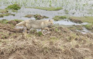 Pampas Fox