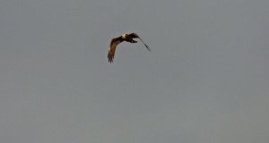 Marsh Harrier