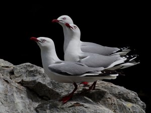 Red Billed Gulls