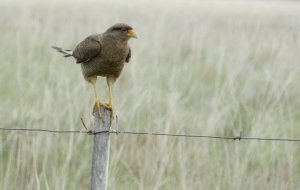 Chimango Caracara