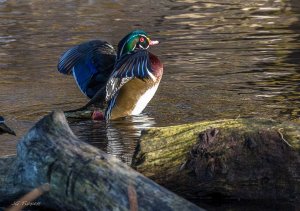 Wood Duck Post Preen