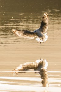 Silver Gull