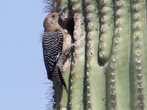 Gila Woodpecker