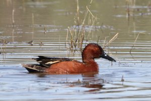 Cinnamon Teal