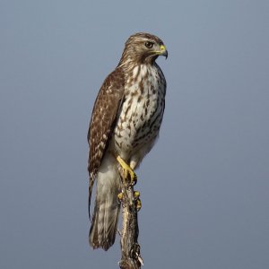 Immature Red-shouldered Hawk