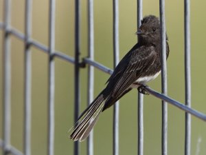 Black Phoebe