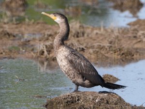 Double-crested Cormorant, First Year
