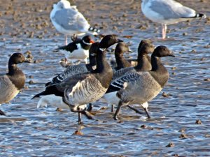 Brent Geese