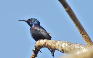 Purple Sunbird