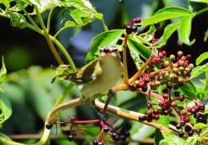 Red-eyed Vireo