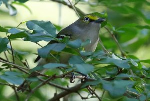 White-eyed Vireo