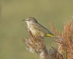 Palm Warbler