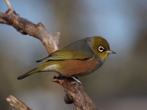 Silvereye.