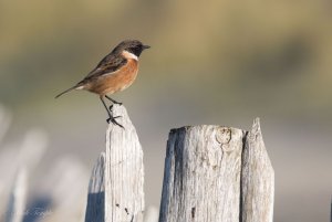 Male Stonechat