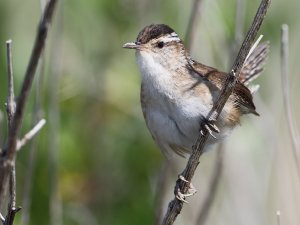 Marsh Wren, Eastern