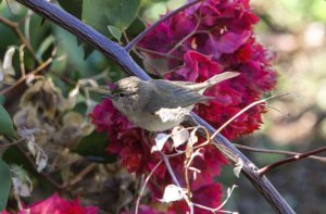 ChiffChaff