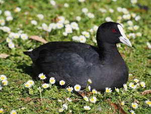 Australian Coot.