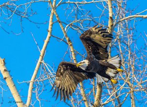 Bald Eagle