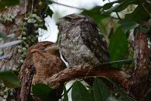 Papuan Frogmouth pair