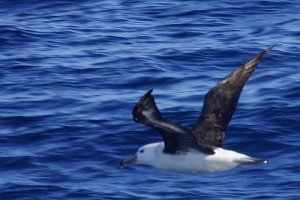 Black-browed Albatross - I think?