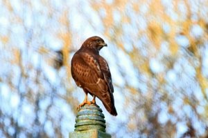 Common Buzzard