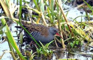 Water Rail